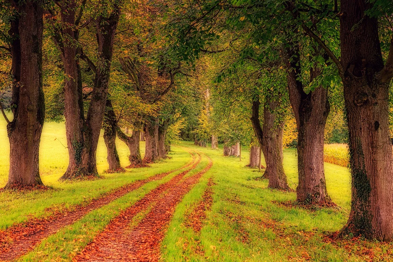 bomen voor in de tuin