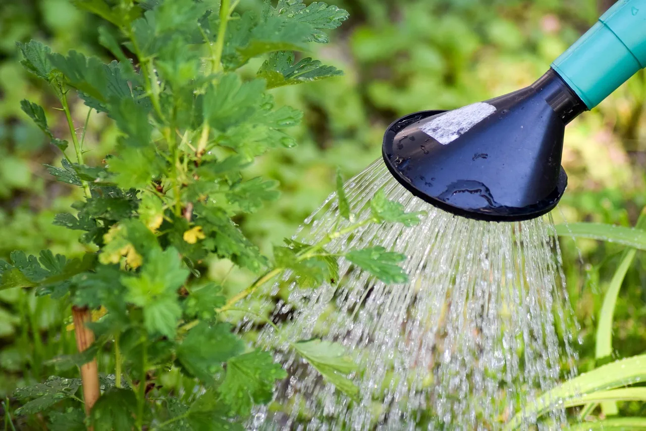 Planten goed watergeven in droge periodes