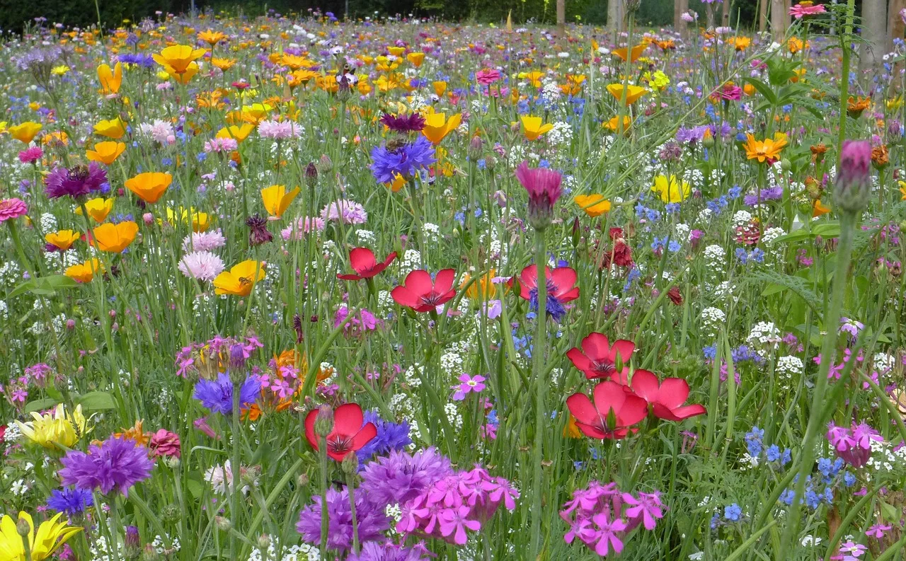 zomerbloemen