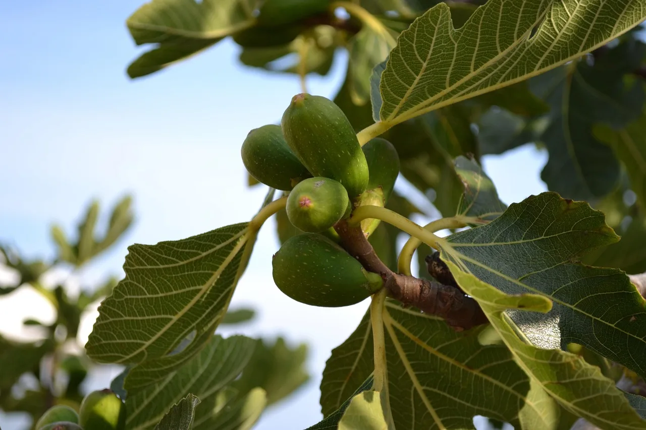 Trendplant 2025: De vijgenboom Is dé must-have voor je tuin