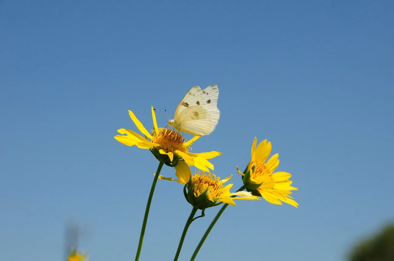 fotograferen van insecten