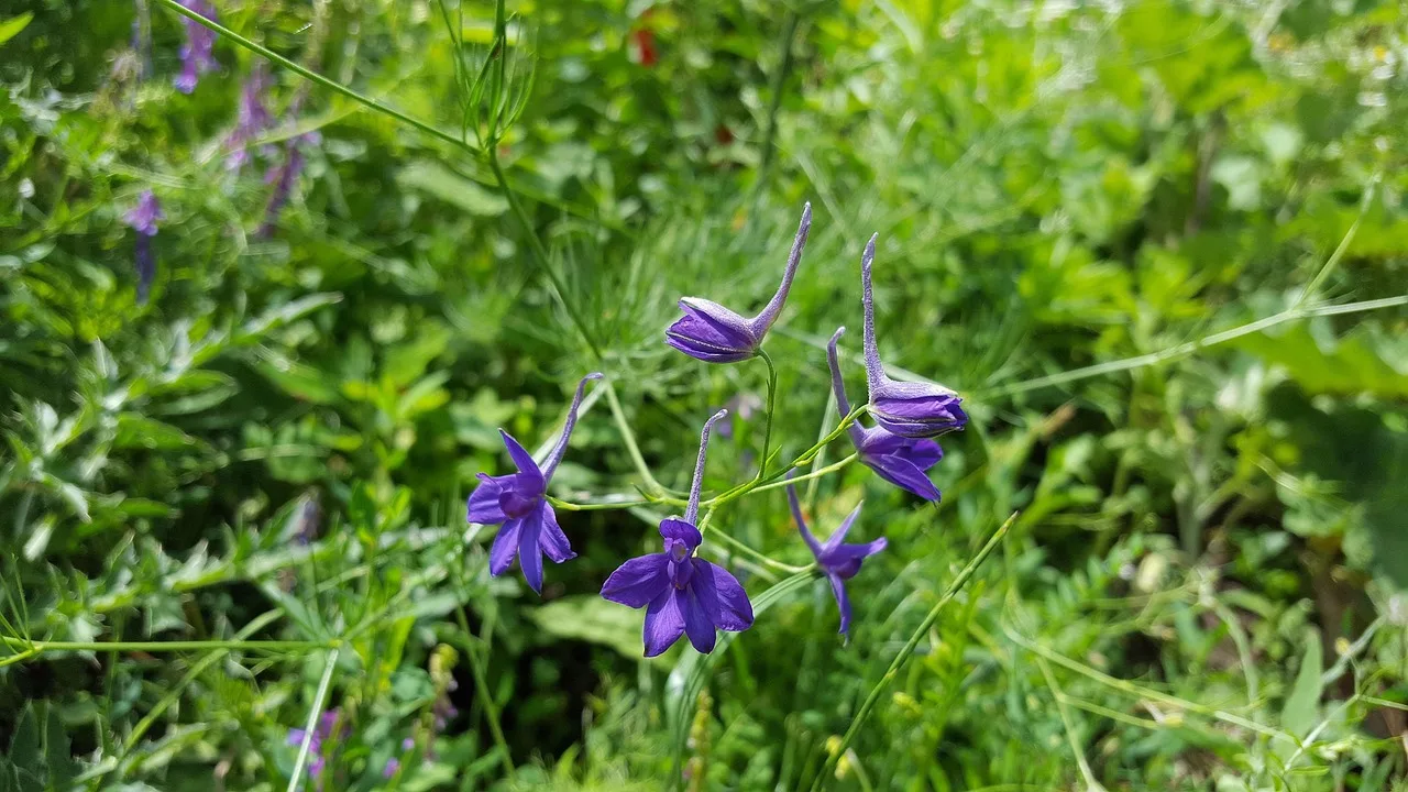 delphinium