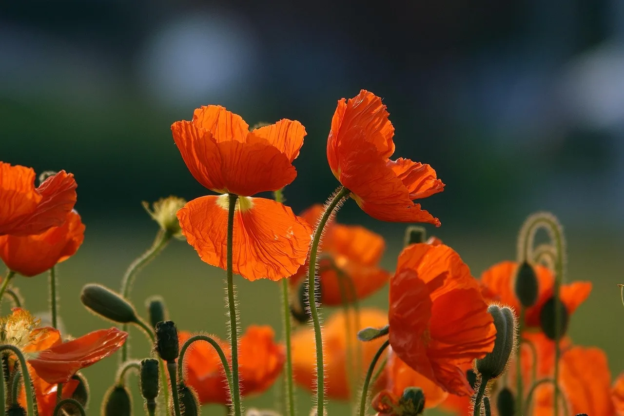 planten onderhouden