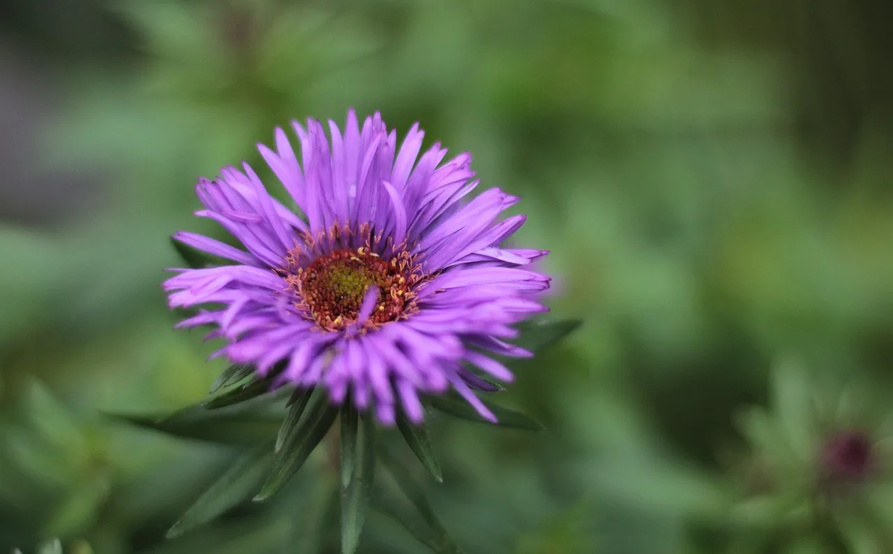beste planten voor na de zomer