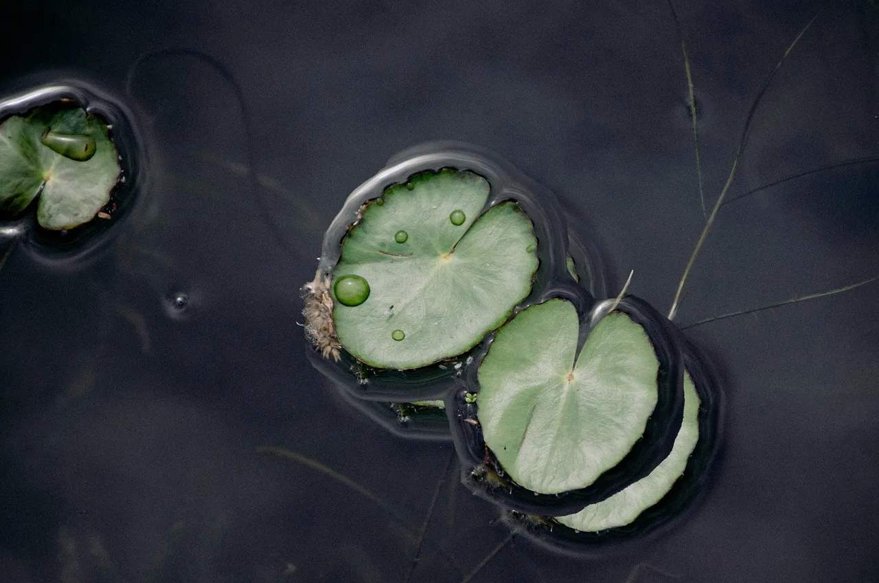 Waterpartijen en vijvers: van klassiek tot modern