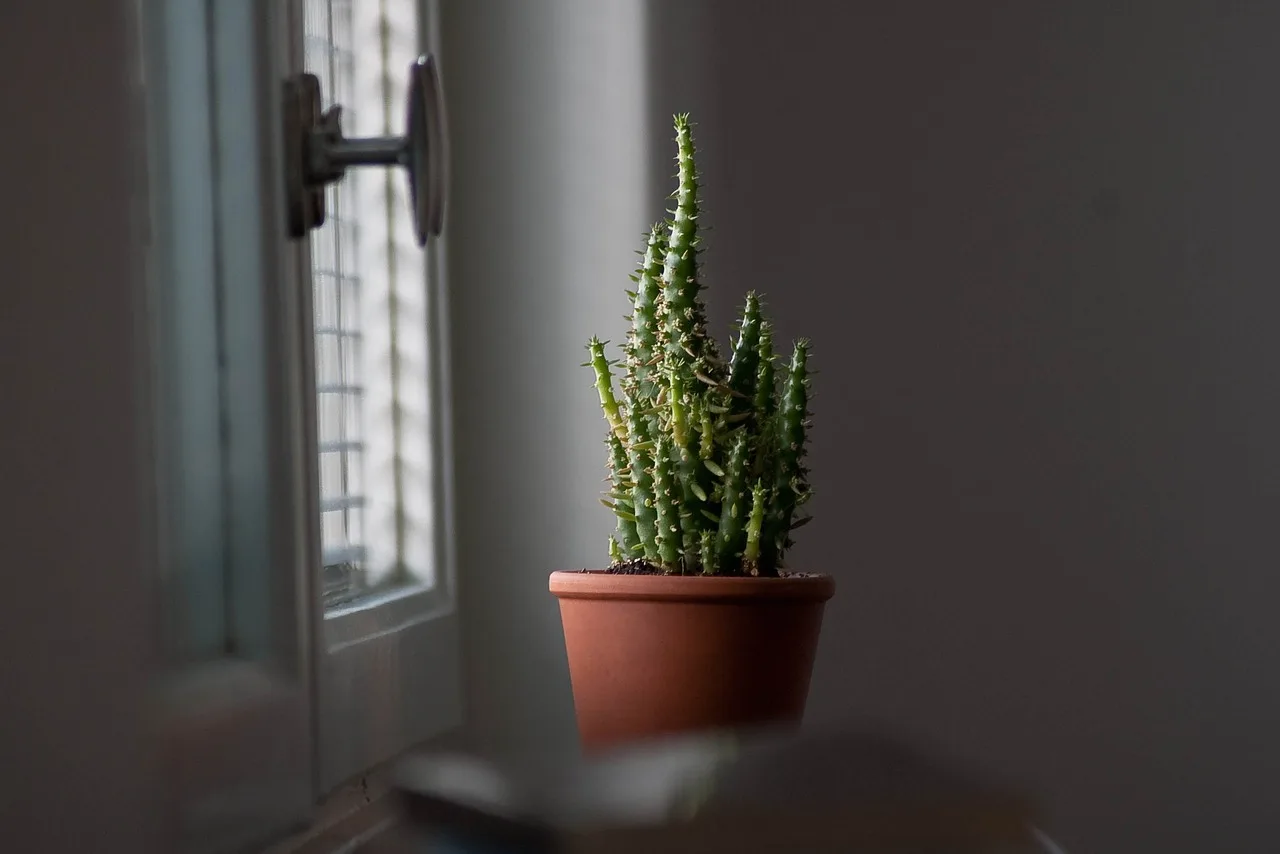 Cactus verzorgen water geven: hoeveel water geven?