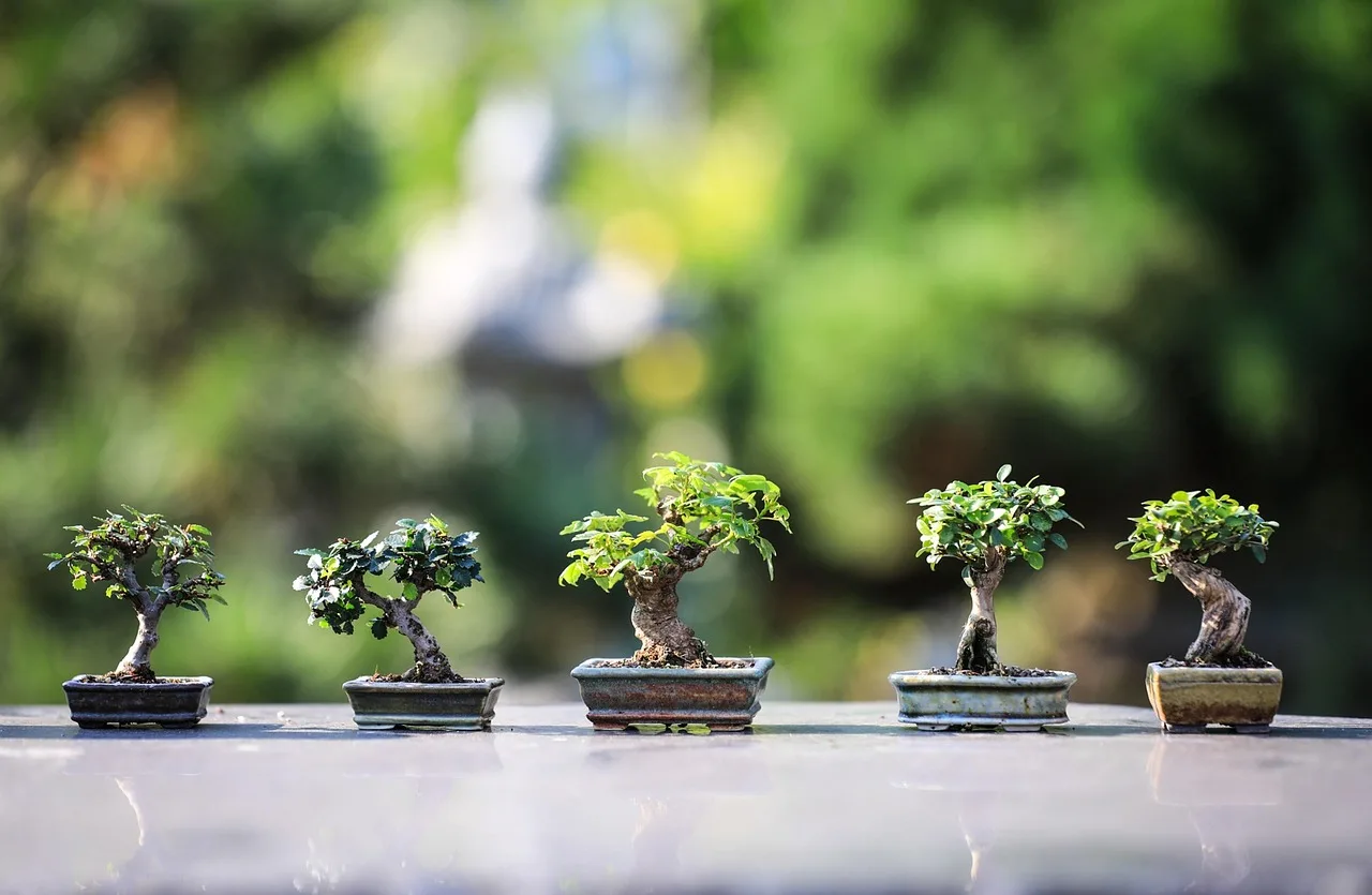 Bonsai onderhoud voor beginners: zo houd je je boompje gezond