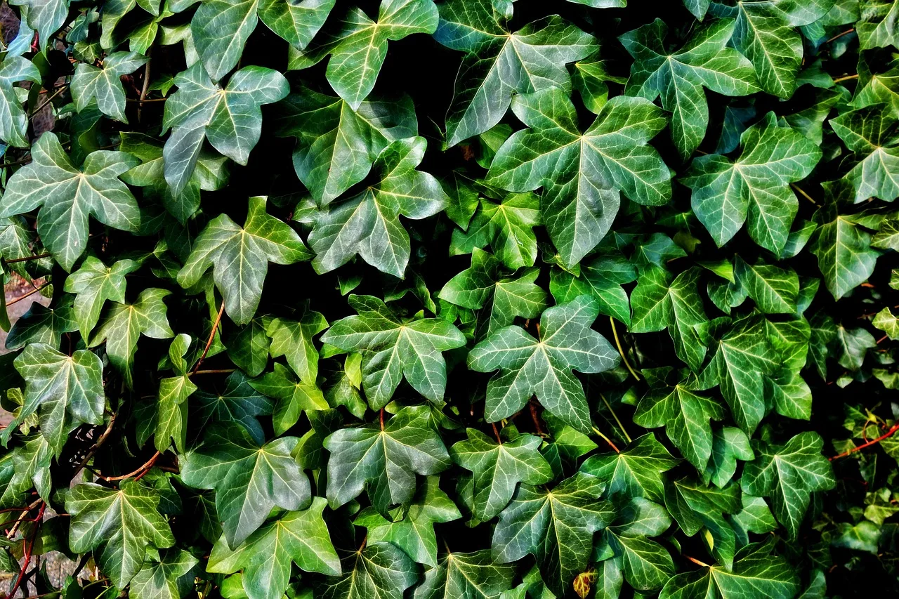 Klimop (Hedera): sterke plant voor binnen en buiten