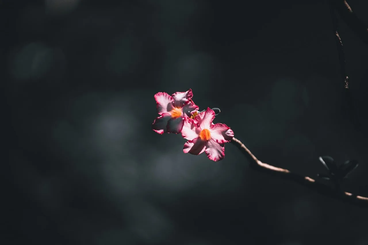 Orchidee verzorgen: zo laat je hem steeds opnieuw bloeien