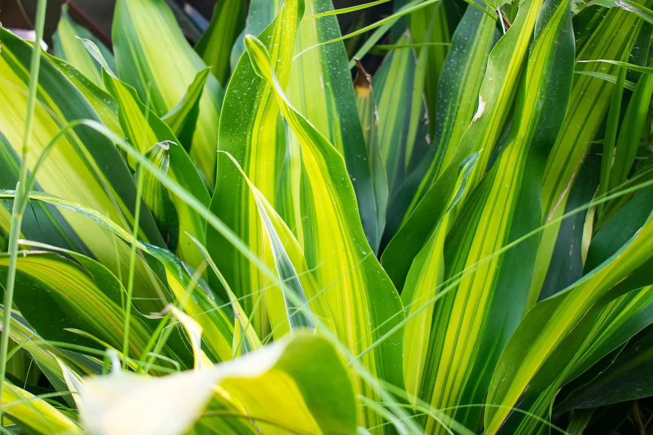 Luchtzuiverende planten: welke werken echt in huis?
