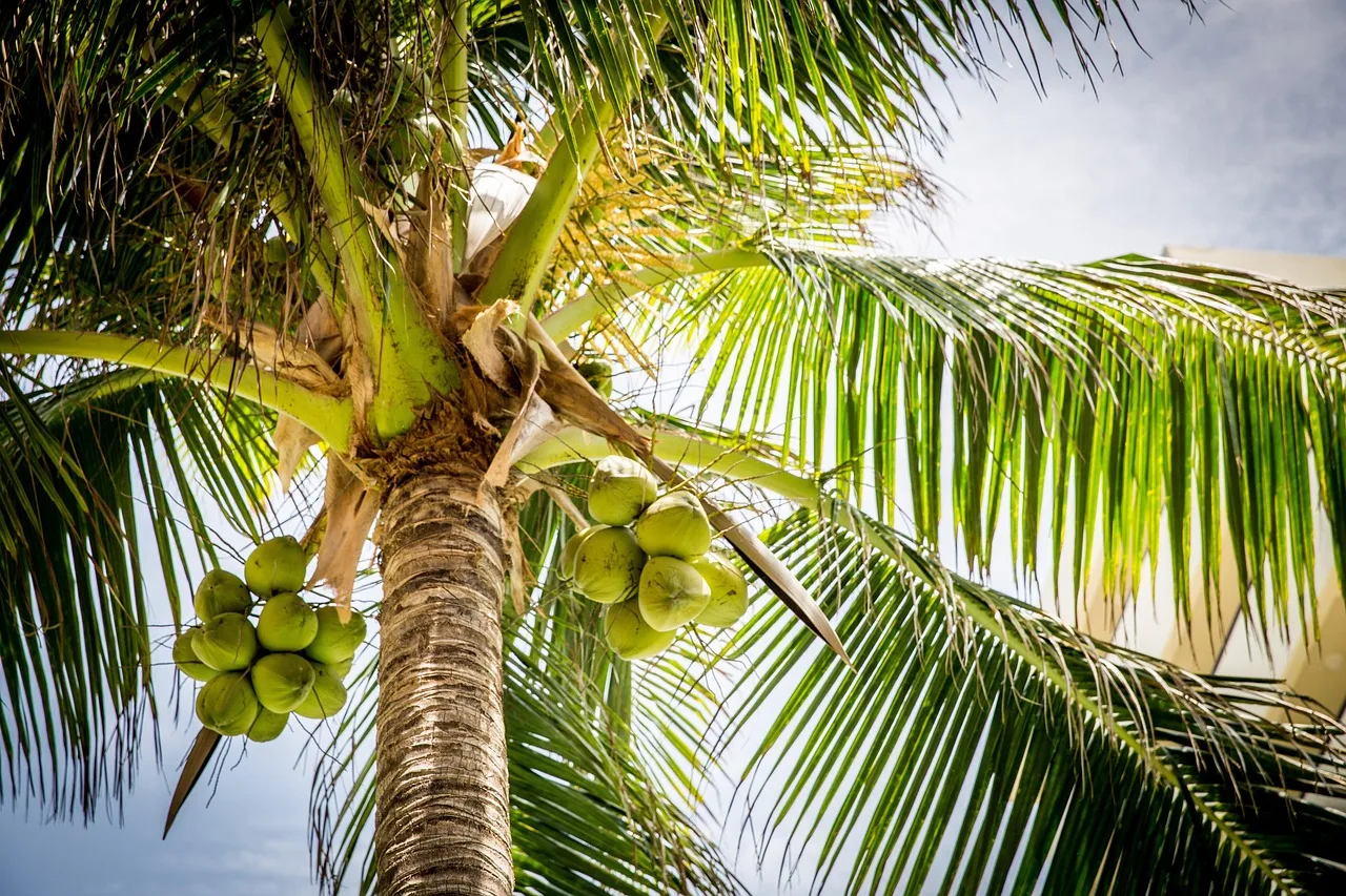 Tropische tuintrends: vakantie in eigen tuin met exotische sfeer