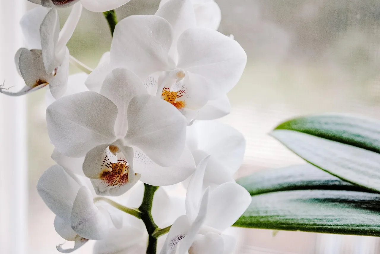 Orchidee verzorgen na de bloei: zo laat je hem opnieuw bloeien