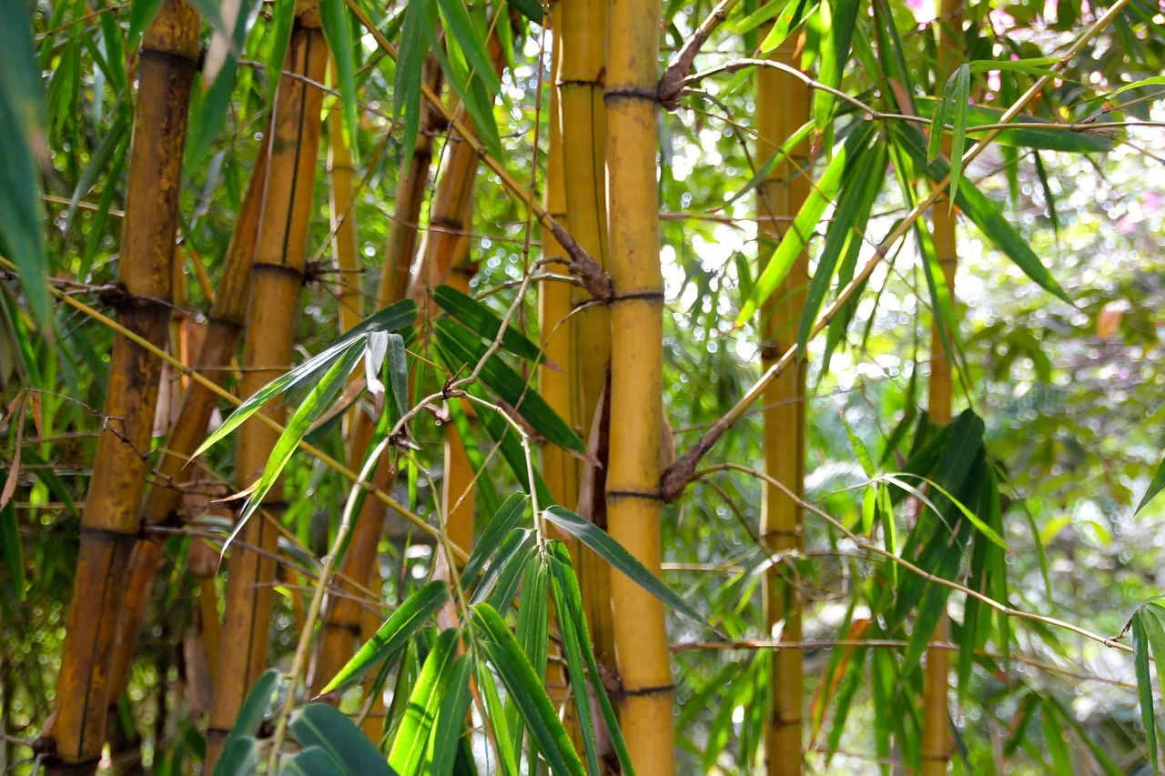 Bamboe in de tuin: voordelen, soorten en onderhoud