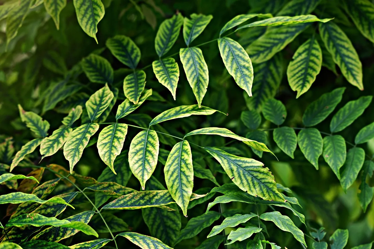 Groene tuin: minder tegels, meer groen