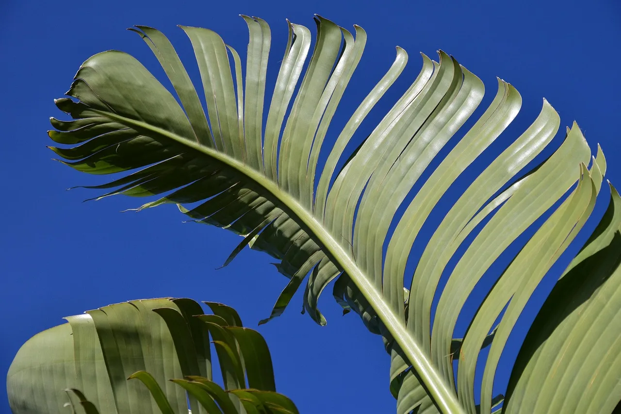 Bananenplant verzorgen: zoveel water en licht heeft hij nodig