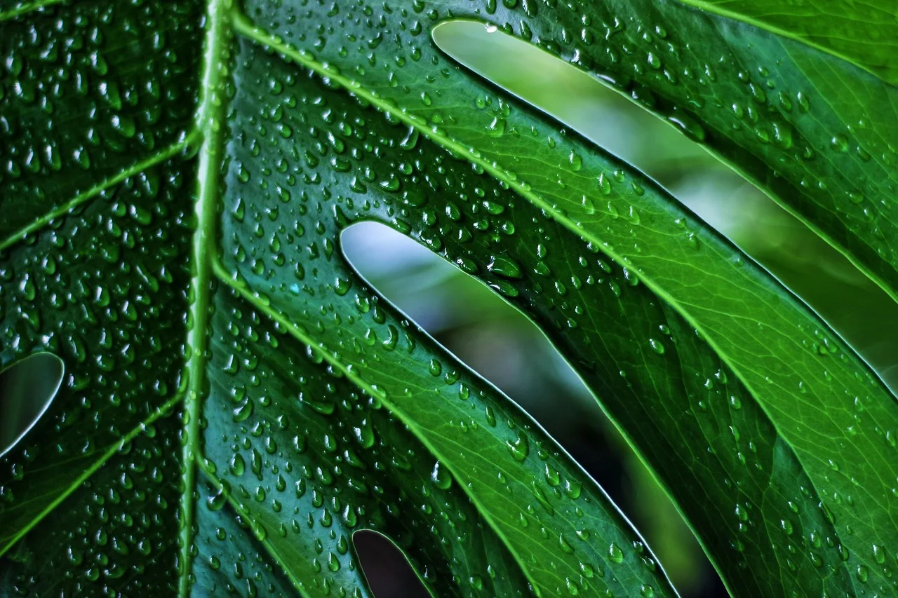 Bijzondere planten die uit een andere wereld lijken te komen