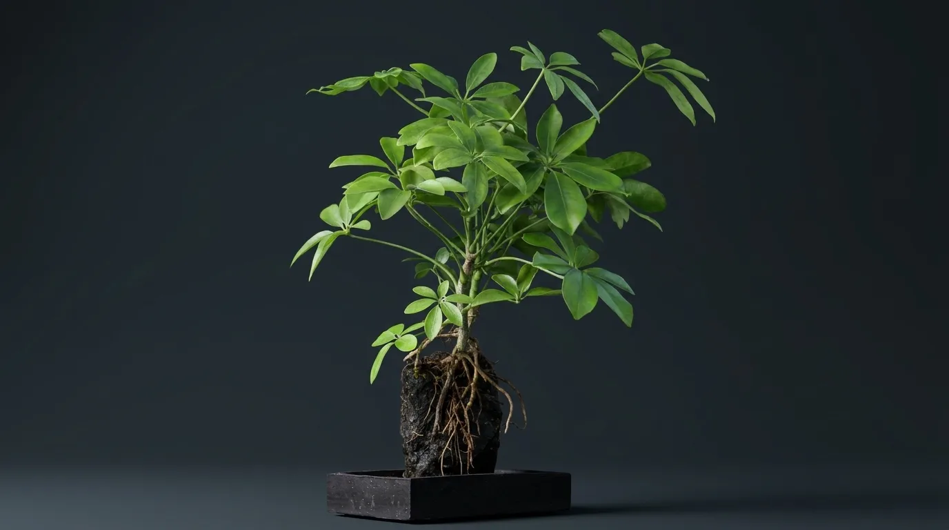 Plant op lavasteen: zo werkt deze bijzondere manier van groeien