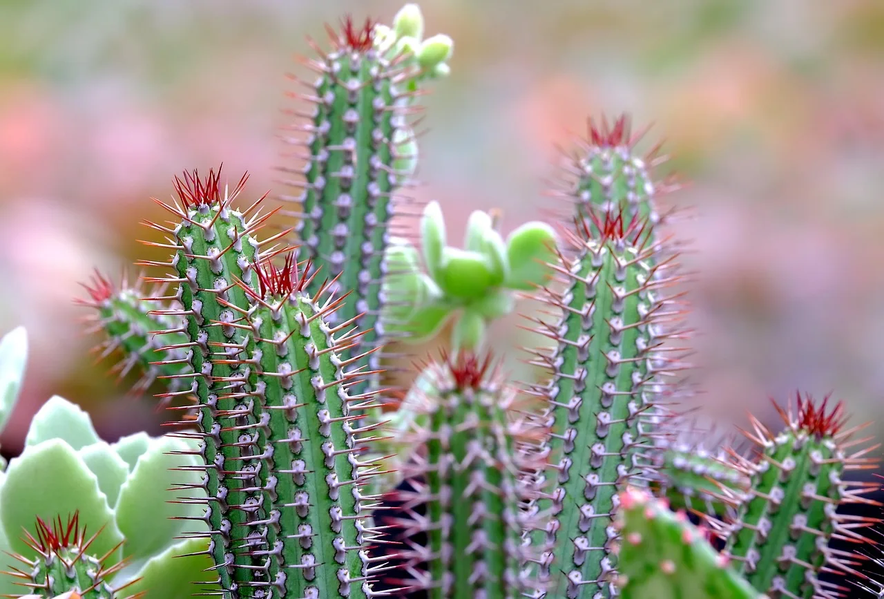 Cactus verzorgen: zo voorkom je dat je cactus doodgaat