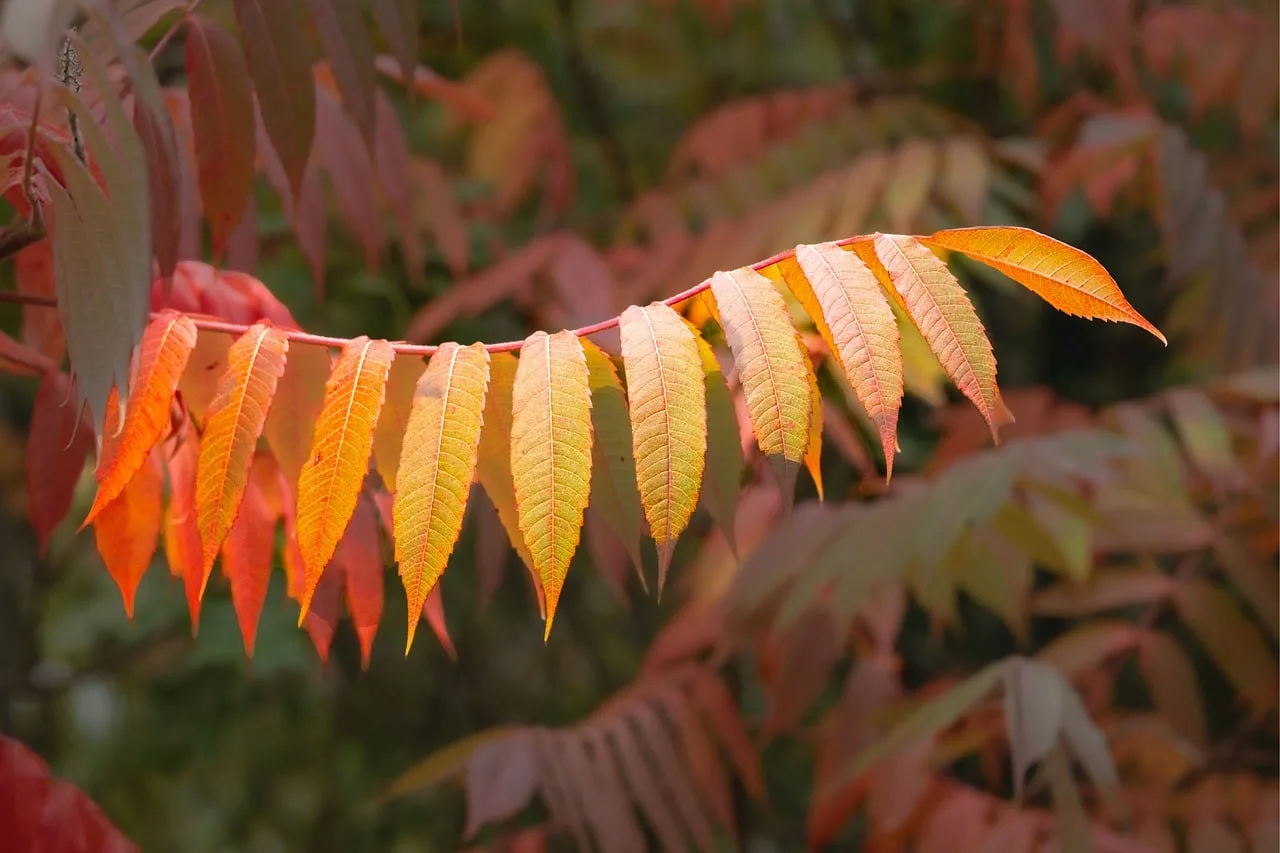 Tuin winterklaar maken: 10 stappen voor de herfst